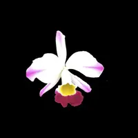 Cattleya eldorado var. semi alba — BS - var. semi alba flamea 'Fairy'
