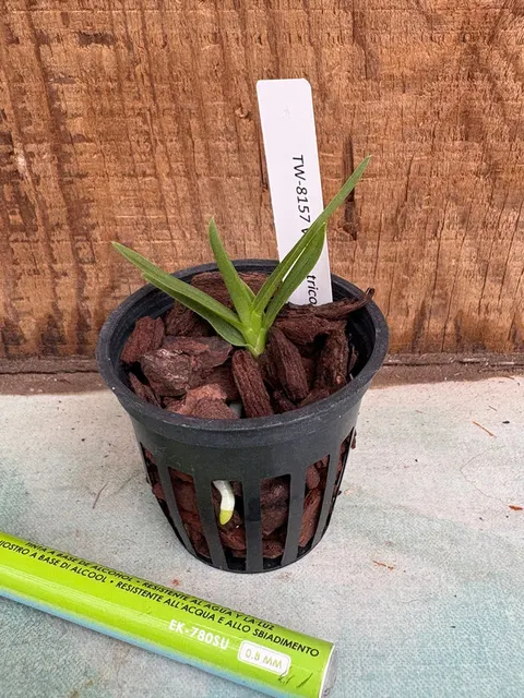 Vanda tricolor (Vanda)