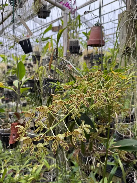 Grammatophyllum Fely's Sunray