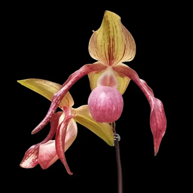 Paphiopedilum Gloria Naugle x hangianum