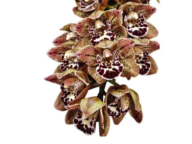 Cymbidium Vogels Magic 'Waikanae' (Cymbidium)