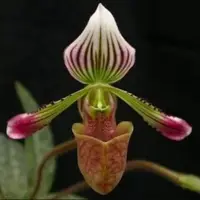 Paphiopedilium fowliei