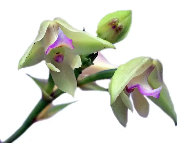 Polystachya piersii (Polystachya)