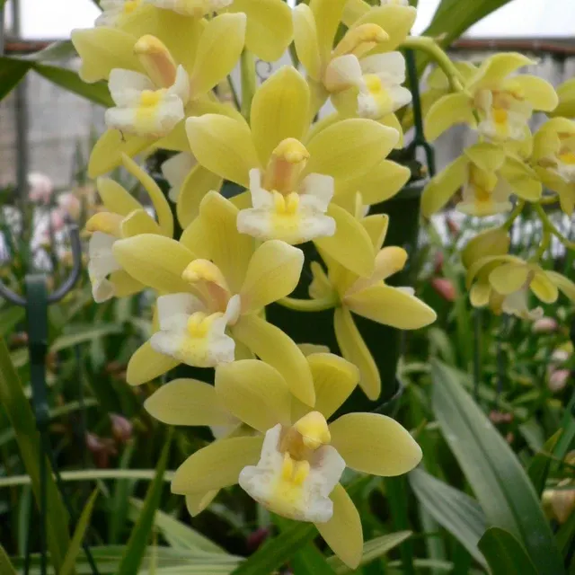 Cymbidium Sarah Jean 'Green & Gold'