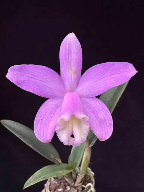 Cattleya Star Pink (Cattleya)