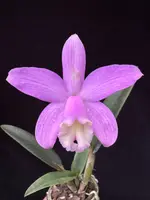 Cattleya Star Pink