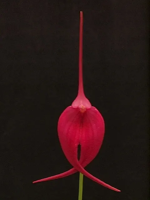 Masdevallia Machu Picchu 'Jay Vee' (Masdevallia)