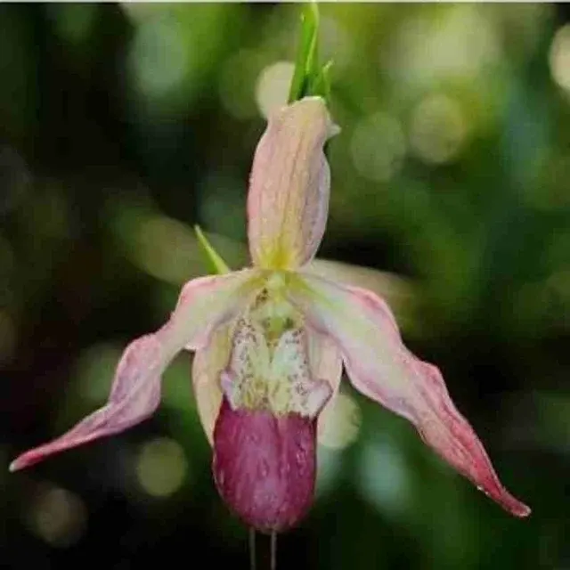 Phragmipedium Calurum - 3 Head (Phragmipedium)