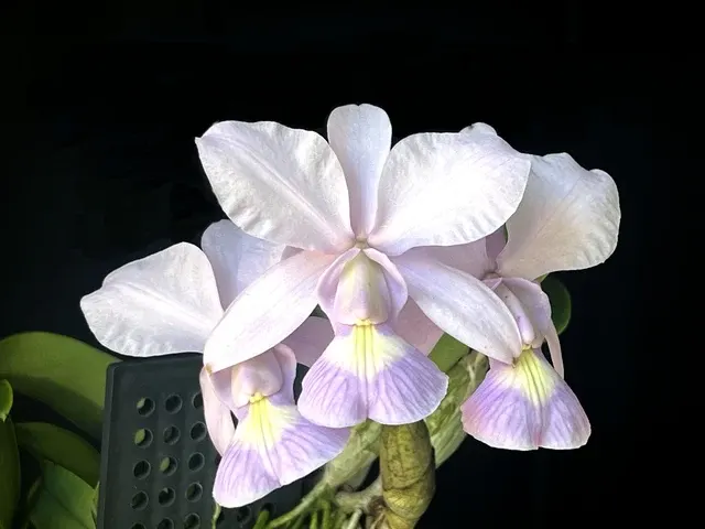 Cattleya walkeriana 'coerulea'