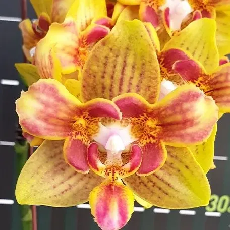 Phalaenopsis Yaphon Perbalm (Phalaenopsis)