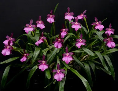 Miltonia moreliana 'Royalty'
