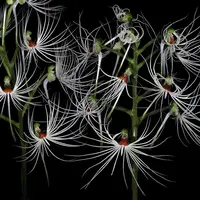 [Bulbs][Import AS-IS] Habenaria medusa 美杜莎玉鳳蘭 [2.4 BS][July Preorder]