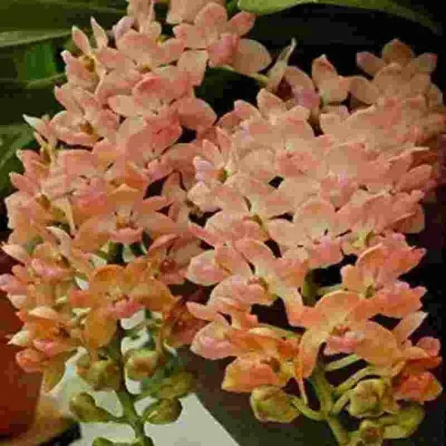 Rhyncostylis gigantea var orange (Rhynchostylis)
