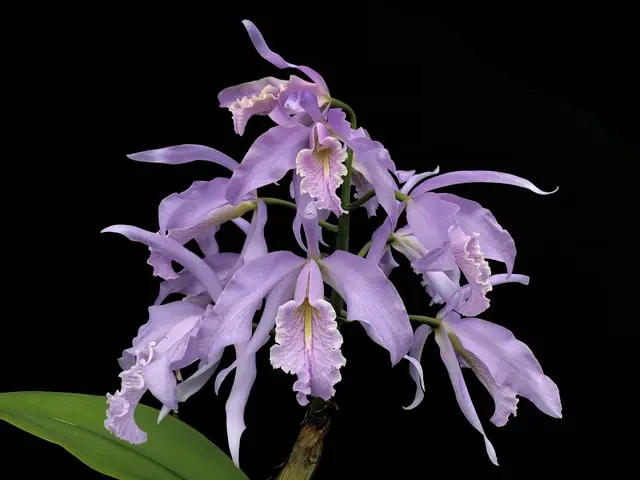 Cattleya maxima f coerulea x x sibbling 'Gigi' (Cattleya)