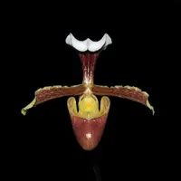 [Bare-root] #PH# Paph. coccineum xsib 猩紅兜蘭 [2.4" NBS][Oct in stock 26]