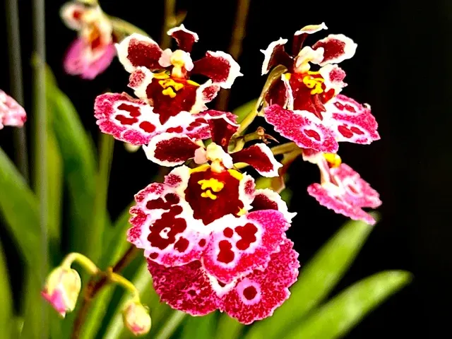 Tolumnia Jairak Firm 'Pink butterfly'