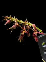 Bulbophyllum barbigerum
