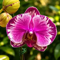 Phalaenopsis I-Hsin Camile