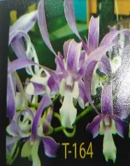 Dendrobium King Cobra x Warawan