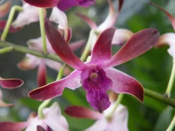 Dendrobium Genting Fragrance