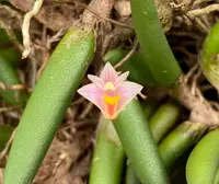 Dendrobium lichenastrum var. prenticei — No
