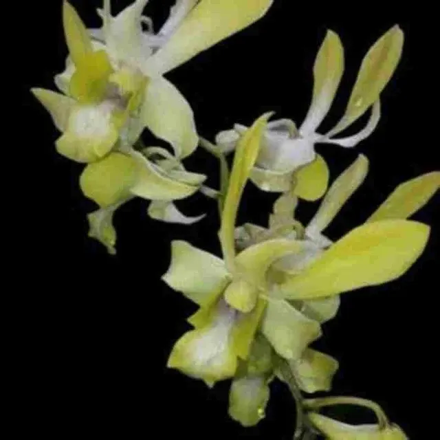 Dendrobium Canary Gold 'Twist' (Dendrobium)