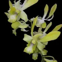 Dendrobium Canary Gold 'Twist'