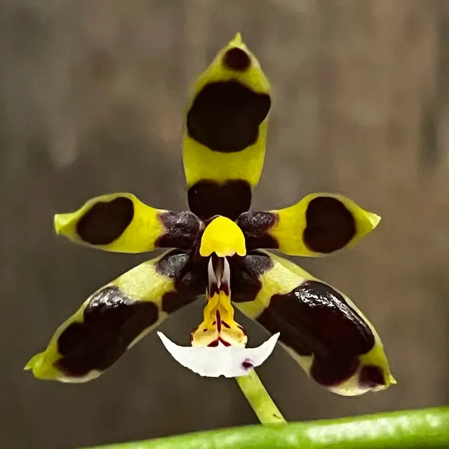 Phalaenopsis mannii (Phalaenopsis)