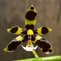 Phal. mannii var. black × sib, Blooming Size, FREE SHIPPING