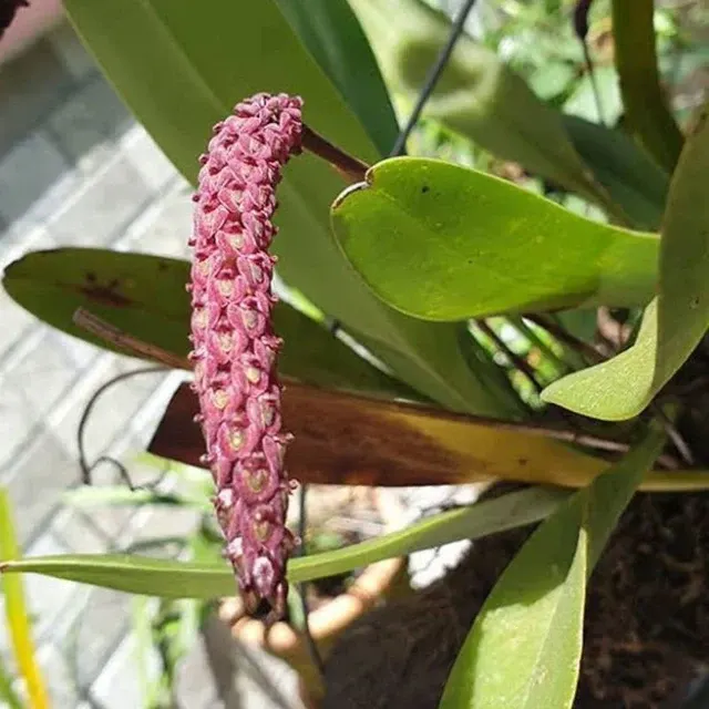 Bulbophyllum khasyanum