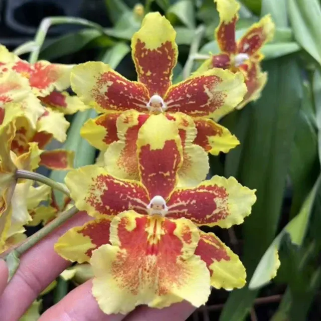 Wilsonara Pacific Passage 'Cat Eye'