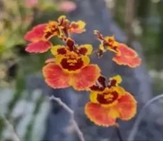 Tolumnia Supreme Red Yellow (Tolumnia)