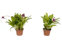 Masdevallia Paola Medina (Big)