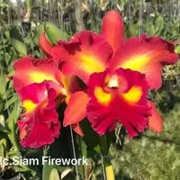 Rlc Siam Fireworks near blooming size cattleya orchod clone. Beautiful large unique fragrant blooms