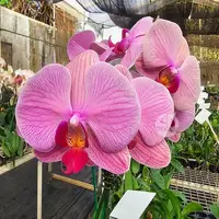 Phalaenopsis Orchid 15126 Mature Plant With Bud/Flower