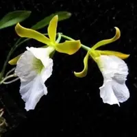 Encyclia Mariae Sp.