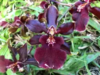 Odcdm. Wildcat 'Bobcat' — In Bud/Spike