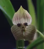 Trigonidium seemannii