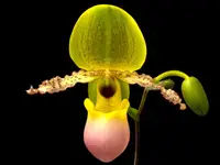 Paph. Pinocchio x sib Sequential Bloom (Blooming Size) (3.5” pot)