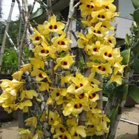 Dendrobium Exotic Orchid Plant Nobile Hybrids Mature