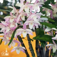 [Bare-root][New] #DA# D. Petite Parasol 小陽傘 [2.8" BS][Sept in stock 26]