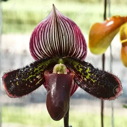 Paphiopedilum Sukhold - NBS (Paphiopedilum)