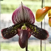 Paph. Sukhold - NBS