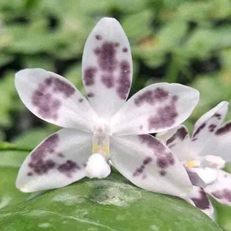 Phalaenopsis speciosa 'YL136' (Phalaenopsis)