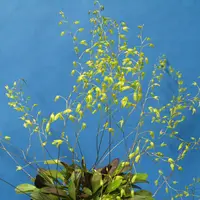 Pleurothallis grobyi