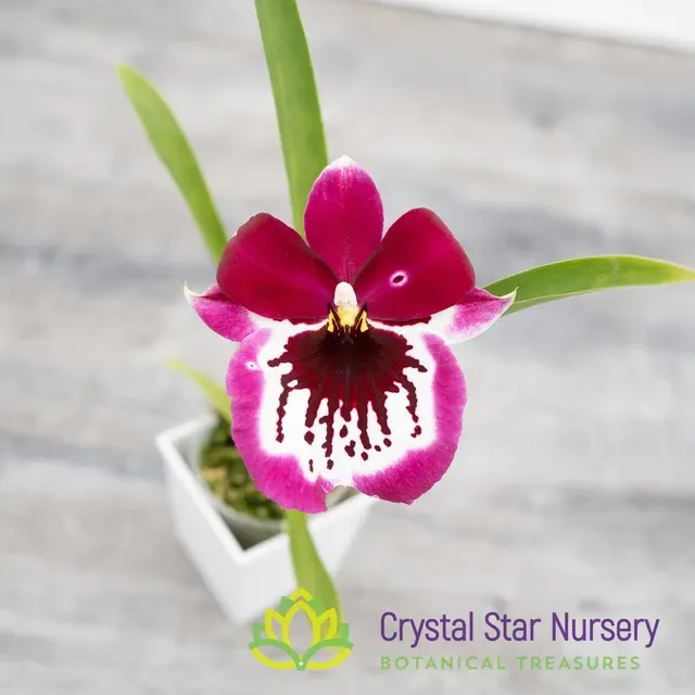 Miltoniopsis Lennart Karl Gottling 'Red Rim' (Miltoniopsis)