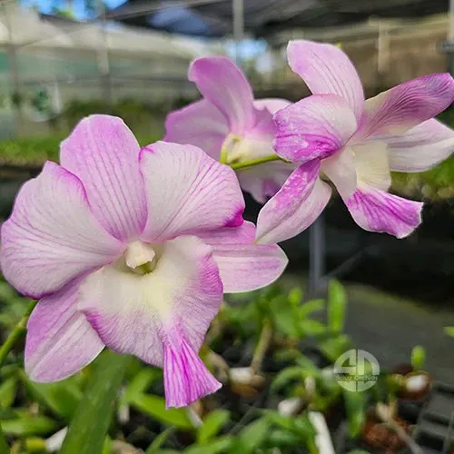 Dendrobium Candy Stripe x Humming Butterfly (Dendrobium)