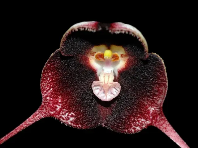 Dracula pholeodytes (Dracula)