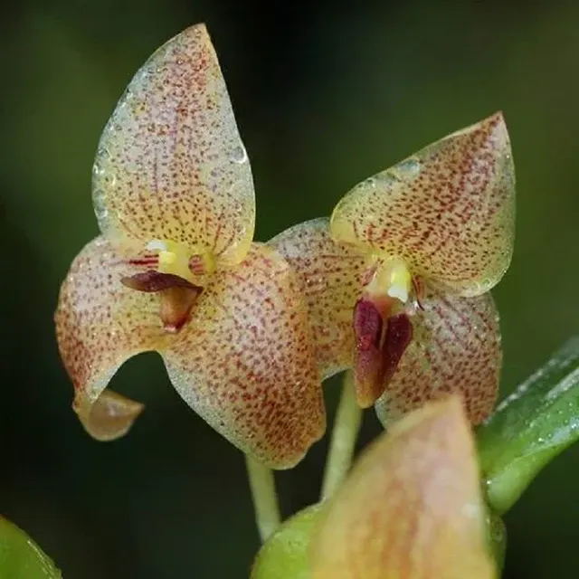 Trias / Bulbophyllum Nasutum Sp. (Trias)
