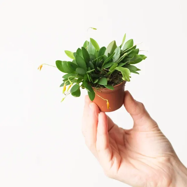 Pleurothallis rubella